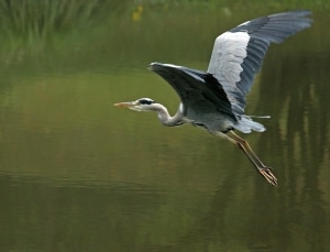 reiger symbool van hoop en vertrouwen